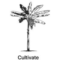 Cultivate
