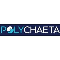 POLYCHAETA 